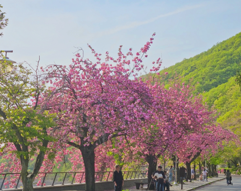 충주댐 벚꽃길2