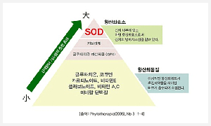 글루타치온 효과