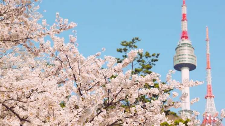 2025년 4월 국내 여행지 추천! 봄꽃과 함께 떠나는 최고의 여행지
