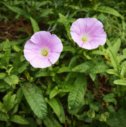 메꽃(Calystegia japonica)