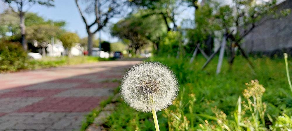 서귀포 오름 고근산의 아침