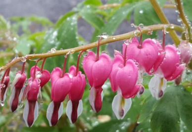 금산 보곡산 산벚꽃축제 야생화