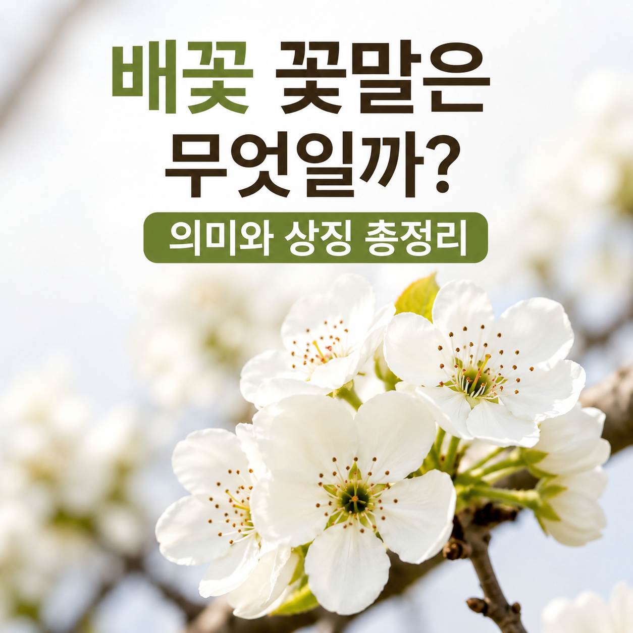 배꽃 꽃말