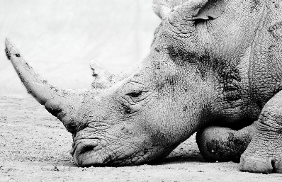 회색 코뿔소가 알려주는 무시된 위험의 경제학