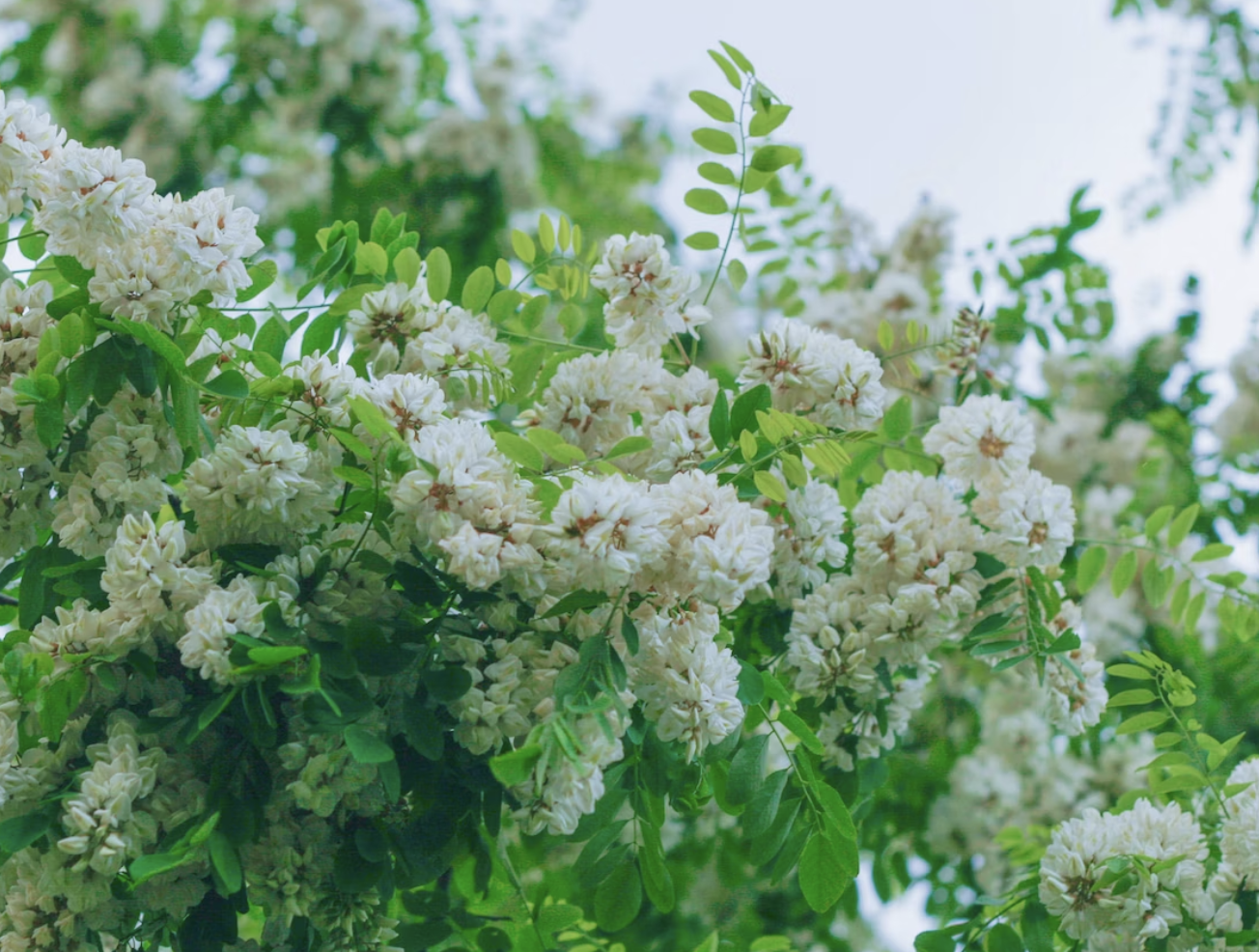 아카시아 꽃의 효능과 꽃말 만들기 베스트 3가지