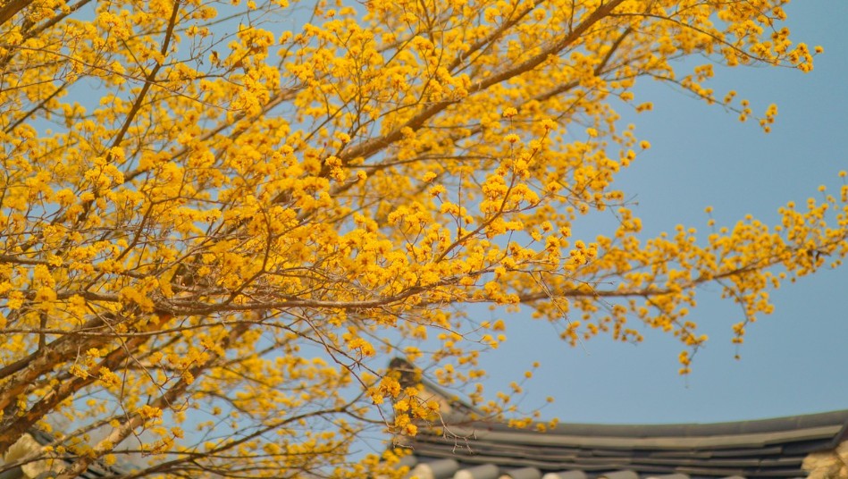구례산수유꽃축제 2025-황금빛 봄을 만나다에 관한 사진