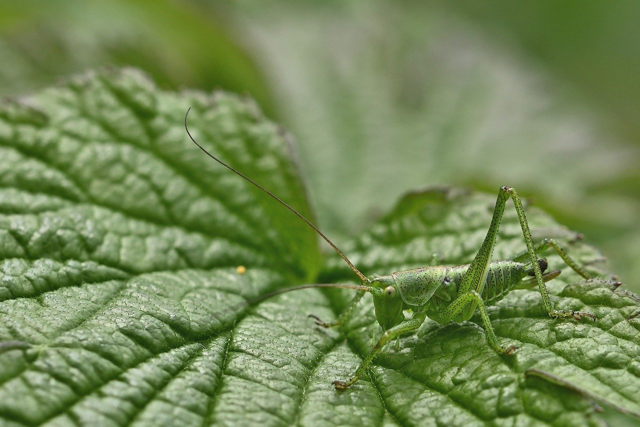 나희덕 시 귀뚜라미