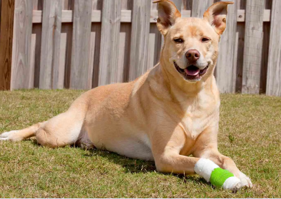 누워있는 강아지