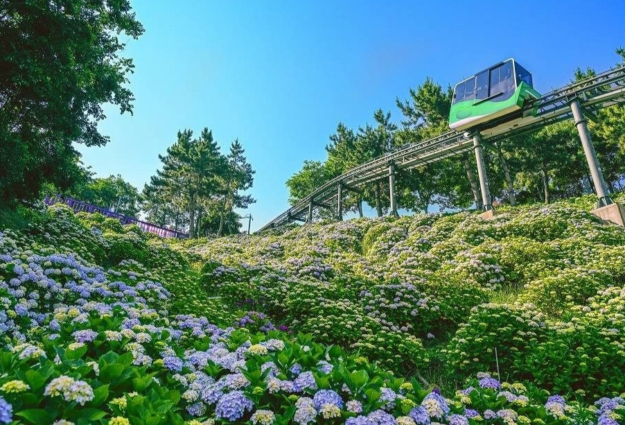 장생포수국페스티벌