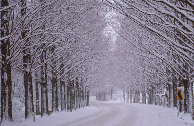 담양 메타세쿼이아 관련 사진첨부