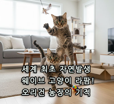 세계 최초 자연발생 웨이브 고양이 라팜