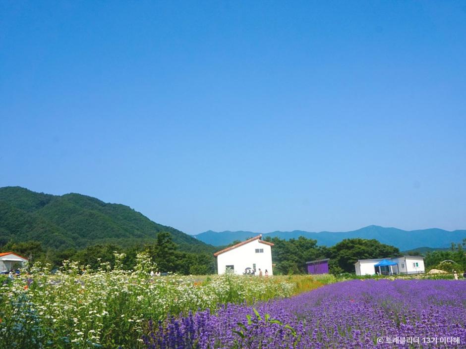 라벤더 명소 개화시기 꽃말
