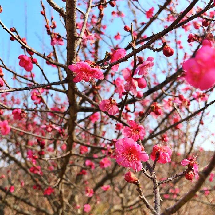 생방송오늘저녁 진주 매화숲 1년에 한 달만 개방 홍매화 매화꽃 식물원