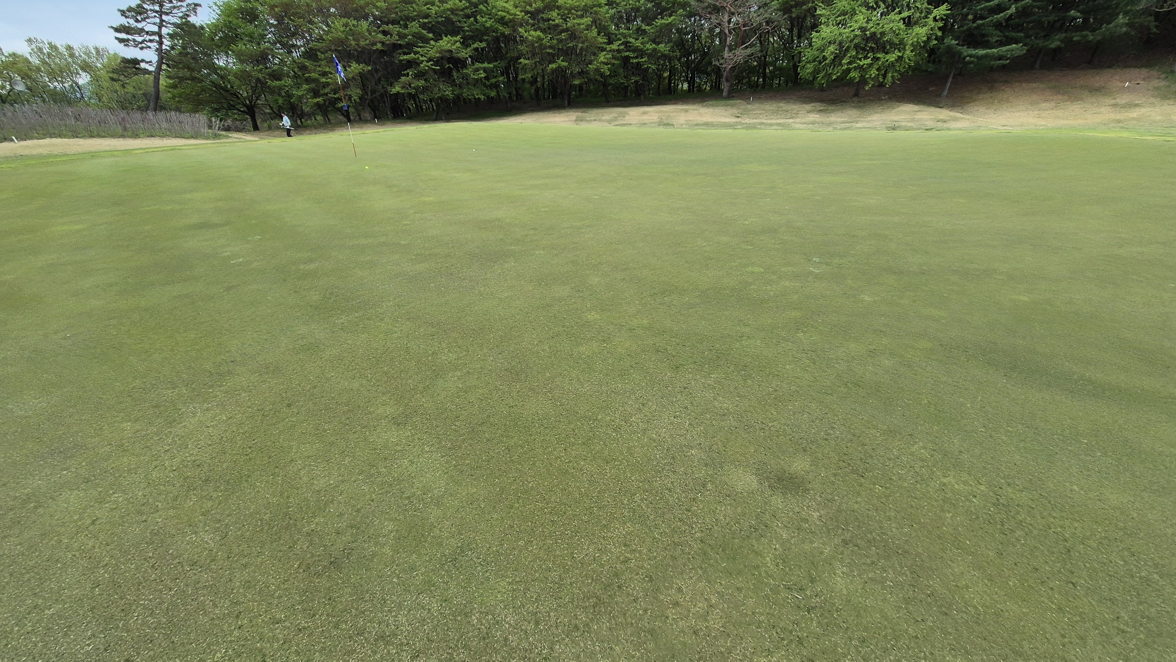 시그너스cc 코튼-라미 코스 그린 빠르기 및 난이도