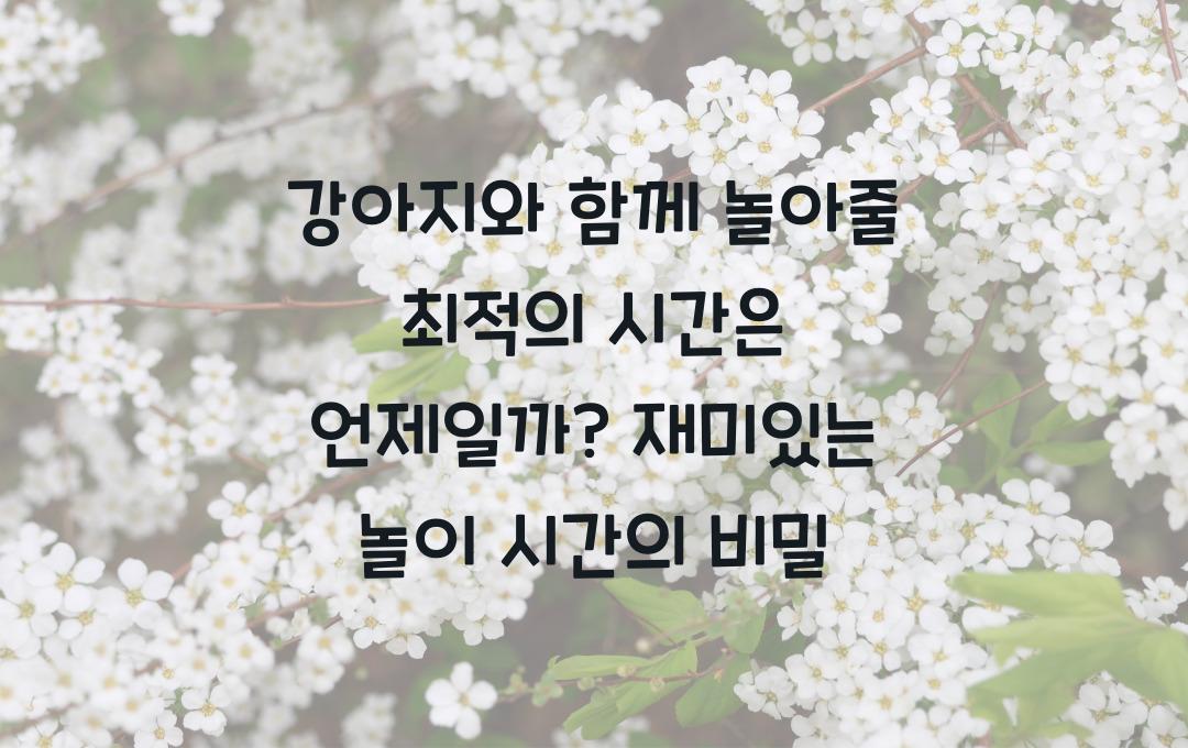 강아지와 함께 놀아줄 최적의 시간은 언제일까?