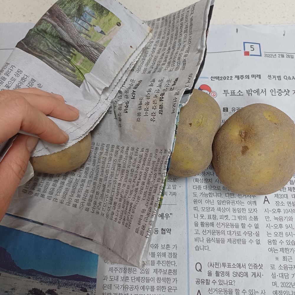 습기 조절과 빛 차단을 위해 흙감자를 신문지로 꼼꼼하게 돌돌 마는 모습