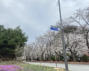 벚꽃 개화시기_8