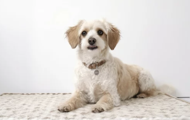 강아지 매트/출처:어도비스톡