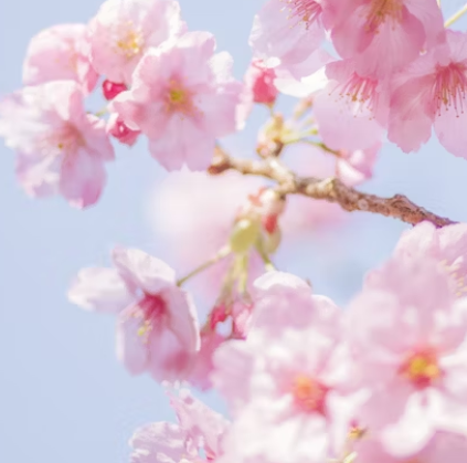 일본 벚꽃 여행 추천지