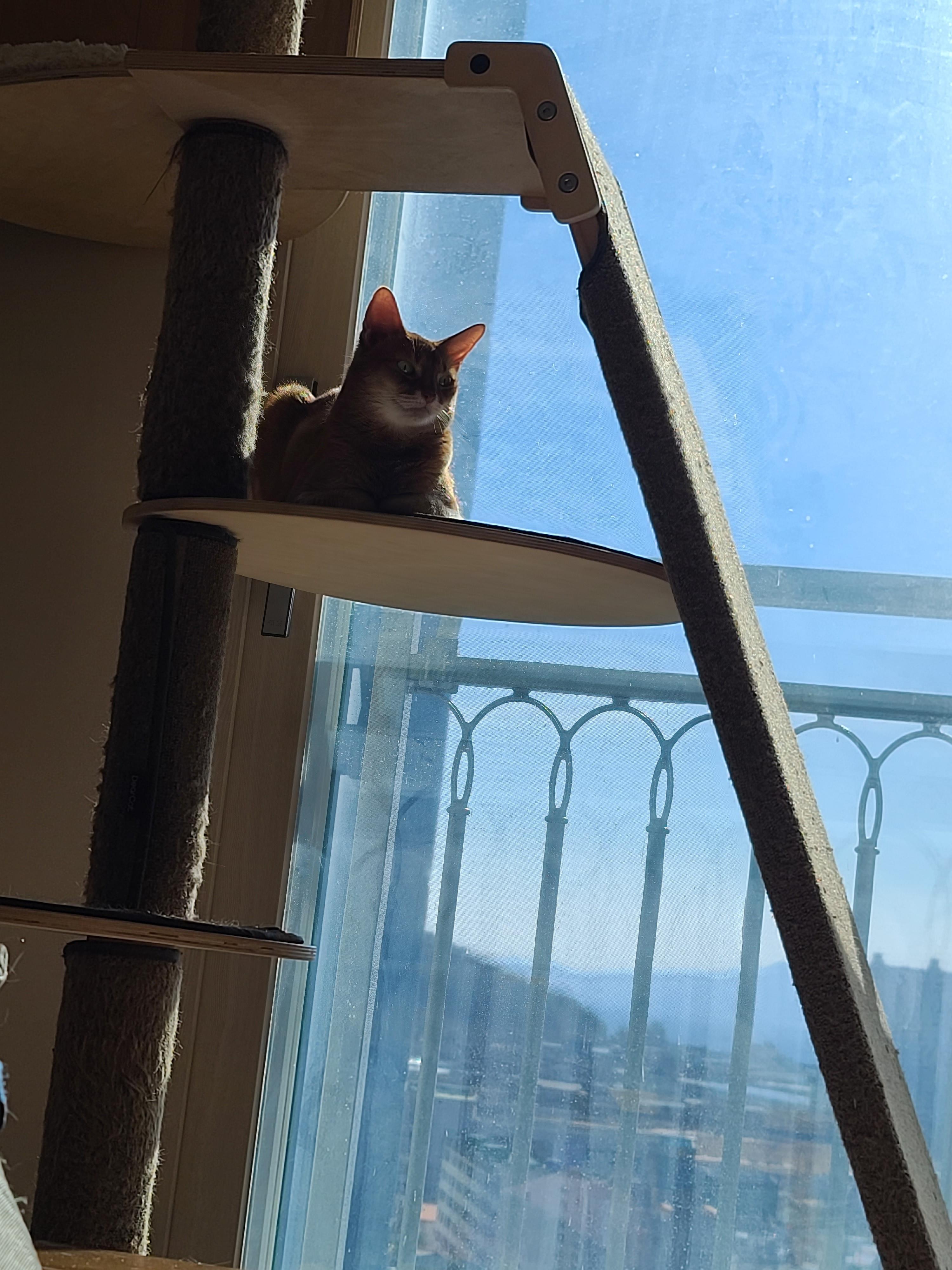 으르렁거리며 집지키는 고양이 루나 (feat.따라쟁이 건)