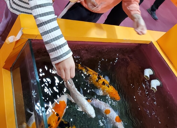 하이브테마파크 금붕어