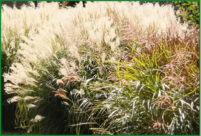 태안 천리포수목원 가을축제 입장료&amp;#44; 주차장 안내