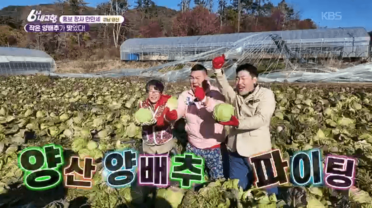 [6시내고향] 경남 양산 소형 양배추 명촌농원 스마트스토어 택배 판매처 정보를 설명하는 이미지