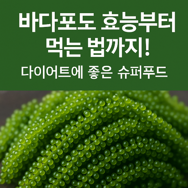 바다포도 효능부터 먹는 법까지! 다이어트에 좋은 슈퍼푸드