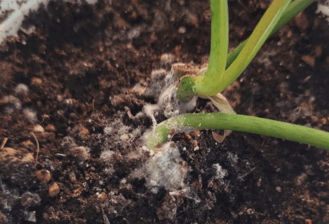 식물에 곰팡이 생겼을 때 해결하는 방법