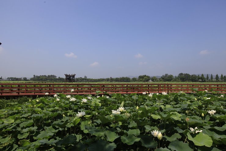 무안 연꽃축제