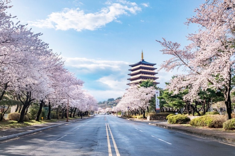 벚꽃 개화시기