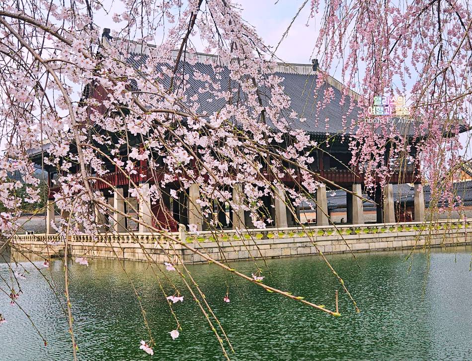 서울 벚꽃 명소 나들이 추천 경복궁, 덕수궁 4월 개화 상황 서울 가볼만한곳