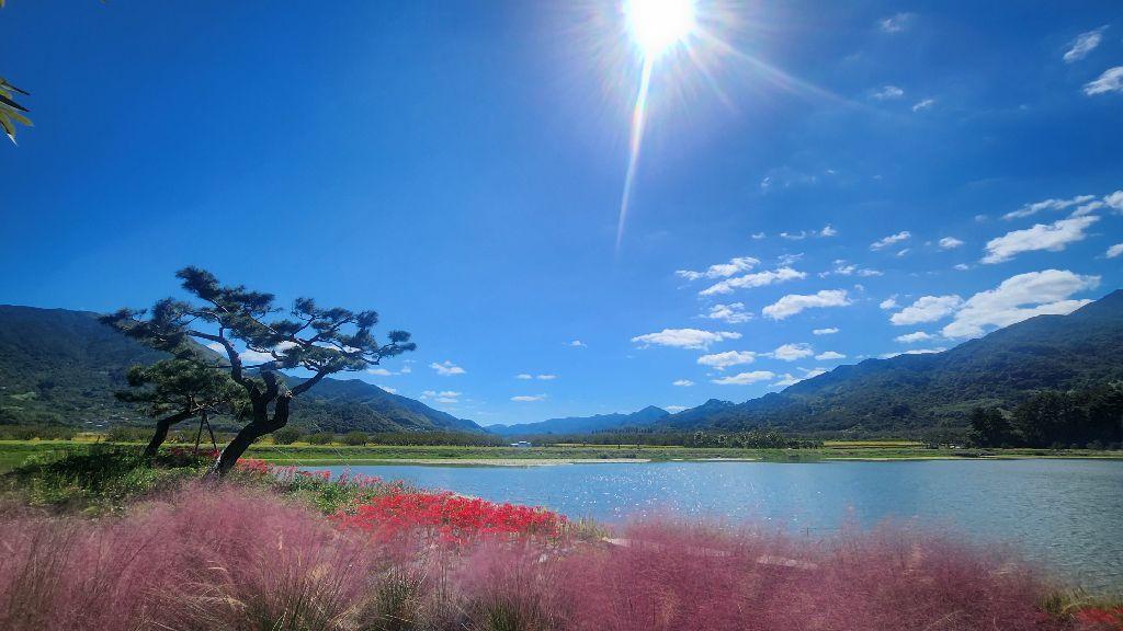 하동 동정호 핑크뮬리