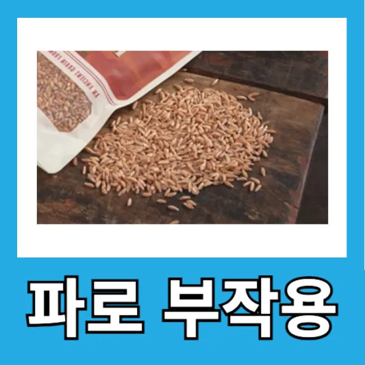 파로곡물 부작용