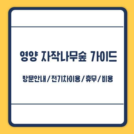 영양 자작나무숲 방문