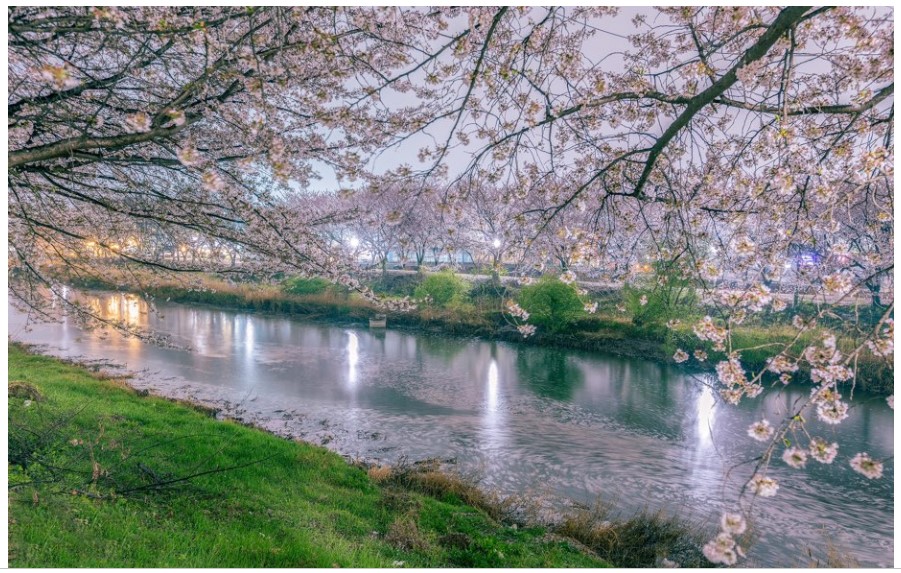 수원-황구지천-벚꽃