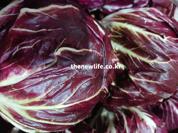 혈당 관리에 필수적인 낮은 당부하 지수와 저칼로리를 자랑하는 싱싱한 라디치오 실물