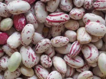 호랑이콩 효능 및 영양성분&amp;#44; 가격