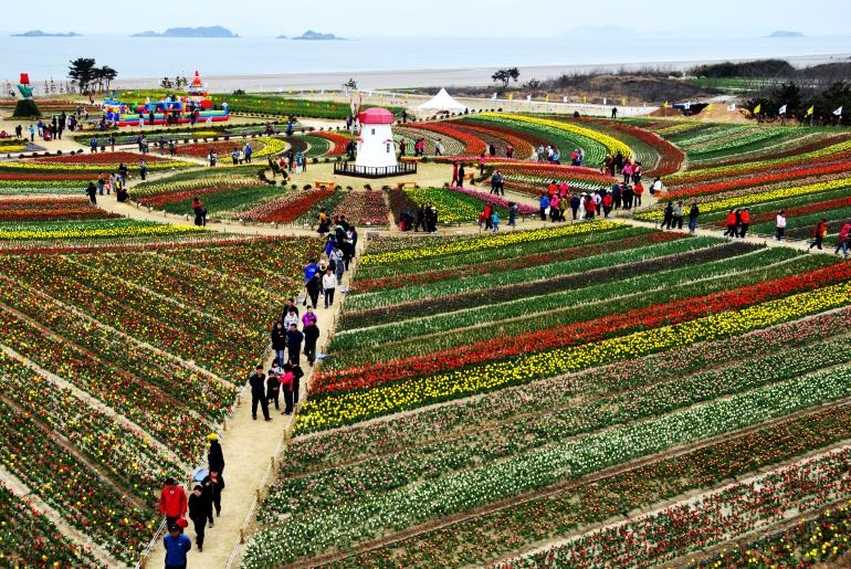 임자도 튤립축제
