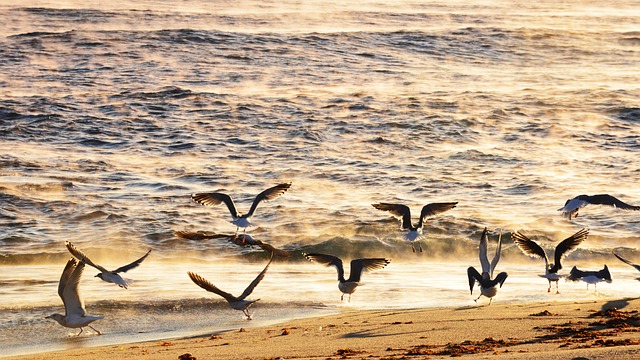 beach and seagulls
