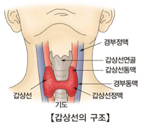 갑상선 기능 저하증 (5)