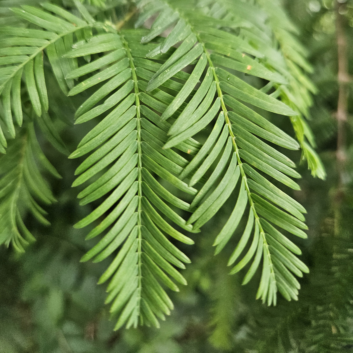 메타세쿼이아 잎3