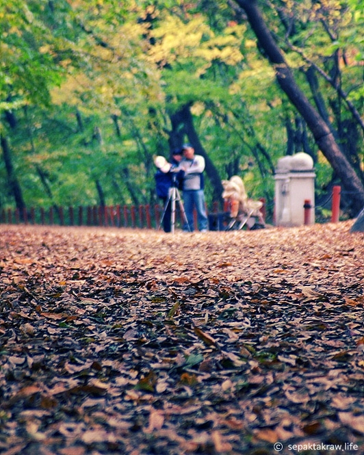상림숲만추풍경사진
