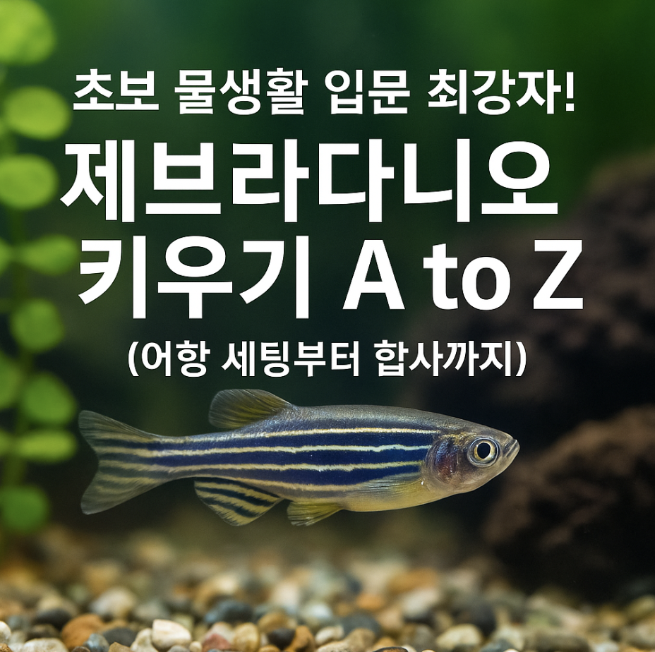 초보 물생활 입문 최강자! 제브라다니오 키우기 A to Z (어항 세팅부터 합사까지)