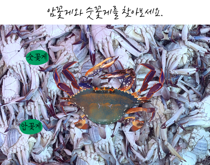 꽃게의 암수구분