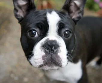 보스턴 테리어 애교만점 강아지 특징_16