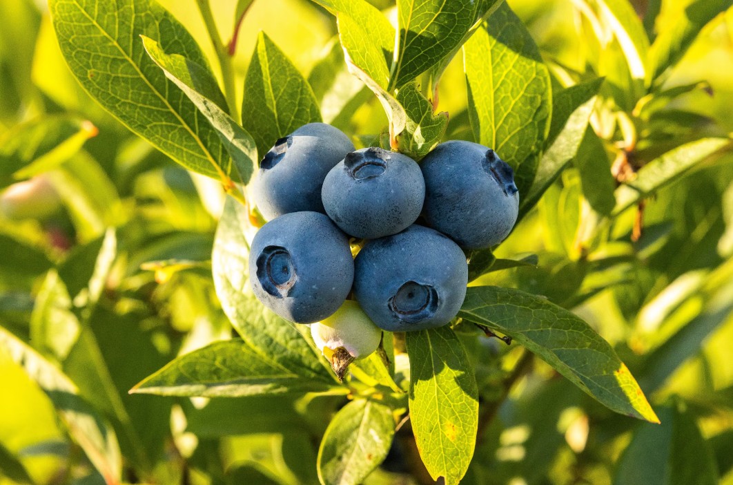 암 예방에도 도움되는 항산화 음식 관련 이미지