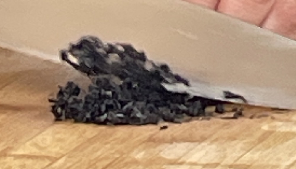 한식조리기능사 실기시험 준비 - 칠절판 - 석이버섯 채썰기