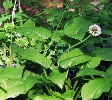 명이나물 효능 부작용 고르는법 영양성분 먹는법