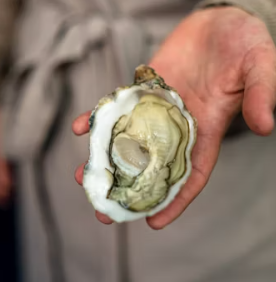 굴 효능 부작용 칼로리